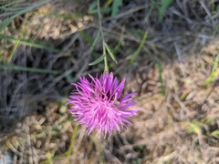 Centaurea × gerstlaueri