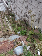 Kalanchoe densiflora