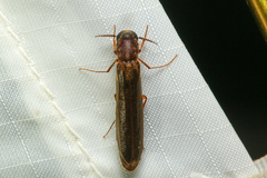 Lymexylidae