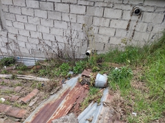 Kalanchoe densiflora