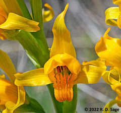 Chloraea alpina