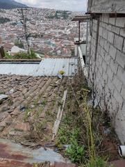 Kalanchoe densiflora