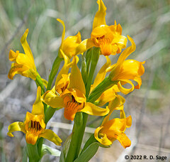 Chloraea alpina