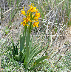 Chloraea alpina