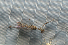 Mantispidae