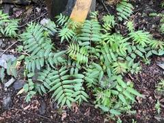 Tetradium glabrifolium