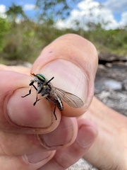 Tabanidae
