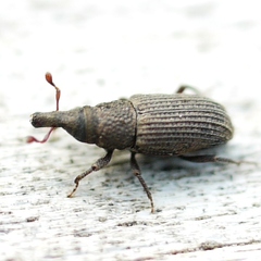 Dryophthorus americanus