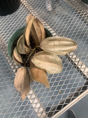 Cinnamomum verum