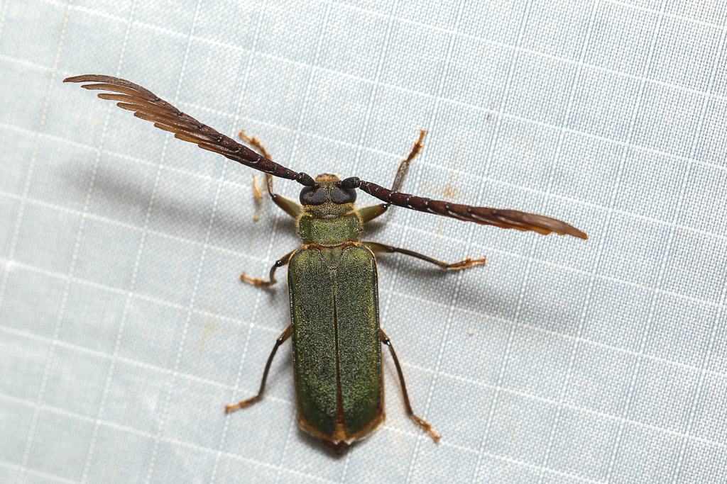 Rhipidocerus weiri