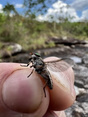 Tabanidae