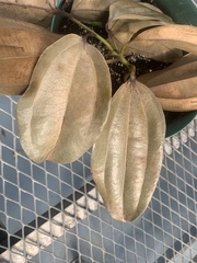 Cinnamomum verum