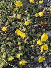 Potentilla verna