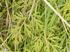 Lycopodium volubile