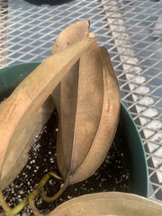Cinnamomum verum