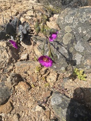 Cistanthe grandiflora