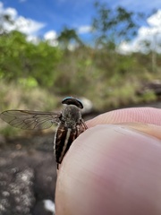 Tabanidae