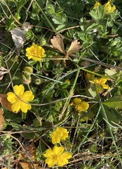 Potentilla verna