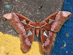 Rothschildia speculifer