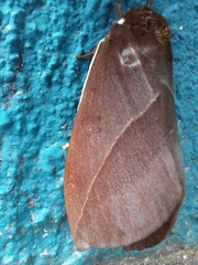 Automeris naranja