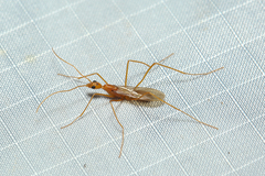 Leptomyrmex