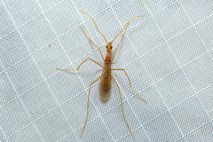 Leptomyrmex