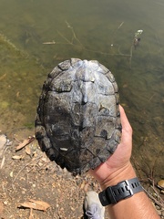 Graptemys pseudogeographica