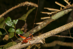 Penalva flavocalceata
