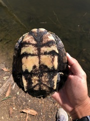 Graptemys pseudogeographica