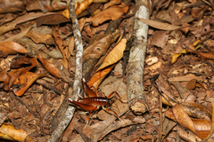 Penalva flavocalceata