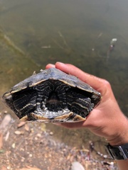 Graptemys pseudogeographica