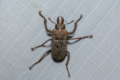 Cacostomus squamosus