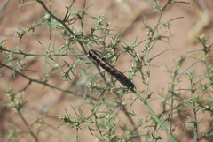 Spodoptera latifascia