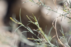 Stillingia linearifolia