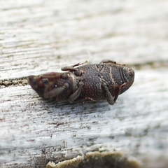 Dryophthorus americanus