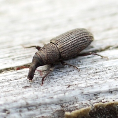 Dryophthorus americanus