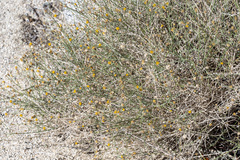 Bebbia juncea aspera