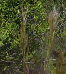 Andropogon cretaceus