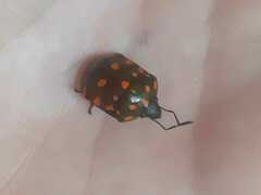 Pachycoris torridus