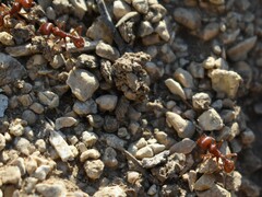 Pogonomyrmex barbatus