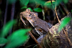 Incilius cristatus