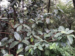 Viburnum arboricolum