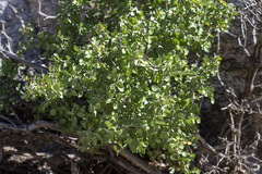 Prunus fremontii