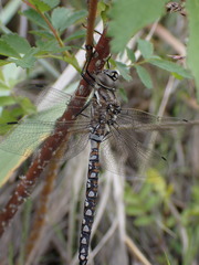 Rhionaeschna californica
