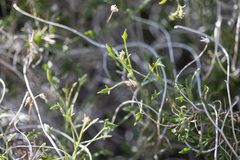 Pleurocoronis pluriseta