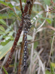 Rhionaeschna californica