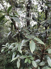 Viburnum arboricolum