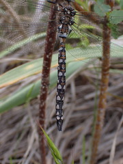 Rhionaeschna californica