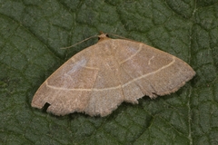 Trisateles emortualis