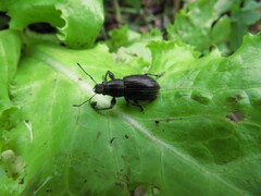 Naupactus tremolerasi